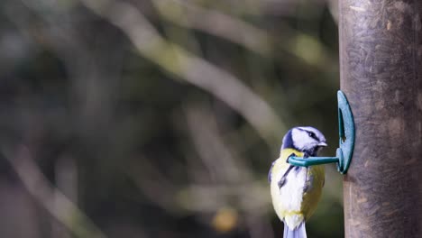 4K-Slow-motion-footage-of-birds-landing-on-a-bird-seeder-and-eating-seeds