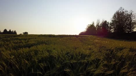Antenne-Von-Hohen-Feldfrüchten-Während-Des-Sonnenuntergangs
