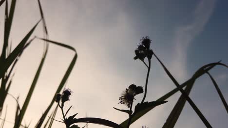 shot-from-below,-grass-silhouette-against-the-background-of-a-bright-blue-sky-and-white-clouds