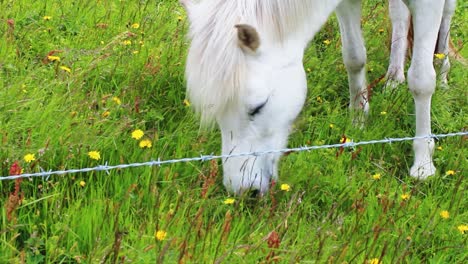 Close-up-shot-of-A-beautiful-white-horse-behind-a-wire-fence-eating-grass-in-Iceland,-green-mountains,-yellow-flowers,-black-and-white-horses-in-the-background,-Full-HD