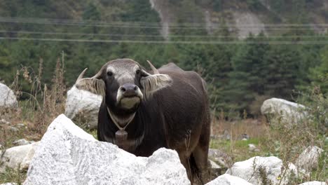 A-water-buffalo-with-a-bell-around-its-neck-standing-behind-a-big-rock-in-a-pasture-in-the-Himalaya-Mountains-of-Nepal