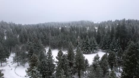 Aerial-view-of-a-white-pine-tree-forest-in-winter-covered-in-fresh-snowfall