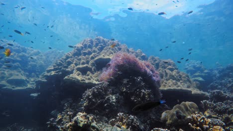 Viele-Kleine-Bunte-Fische-Schwimmen-Auf-Dem-Korallenriff-Im-Wunderschönen-Klaren-Meerwasser