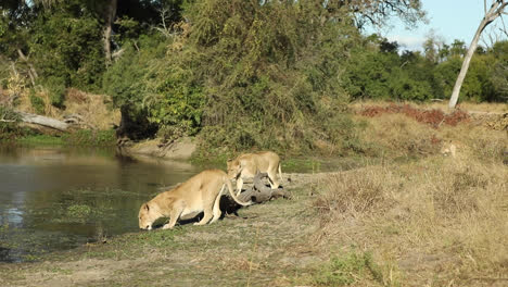 Wide-shot-of-three-lionesses-arriving-at-the-waterhole-and-drinking,-Greater-Kruger