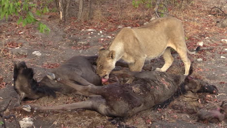 lioness-licking-belly-of-killed-wildebeest,-ready-to-break-up-the-carcass