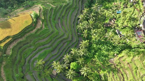 Reisterrassenansicht-Von-Oben-Nach-Unten---Bali-Indonesien