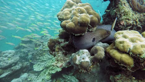 A-beautiful-moray-eel-hiding-between-the-corals-of-Andaman-Sea,-Thailand---underwater
