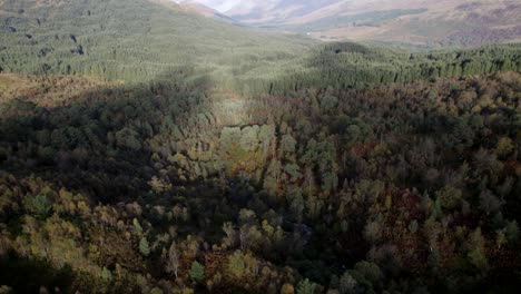 A-drone-flies-backwards-and-tilts-to-reveal-a-dark-forest-canopy-of-native-birch-trees-in-full-autumn-colour-and-a-non-native-conifer-plantation-set-amongst-a-hilly-landscape