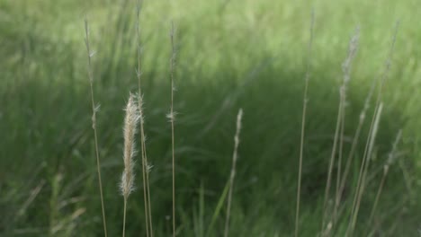 Tall-grasses-swaying-in-the-wind-on-a-sunny-day-in-the-Texas-hill-country