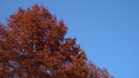 Brown-Dawn-Redwood-tree-in-fall-foliage-against-perfect-clean-blue-sky