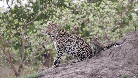 Wide-shot-of-a-female-leopard-and-her-tiny-cub-sitting-on-a-termite-mound-before-walking-out-the-frame,-Greater-Kruger