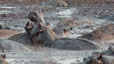 Hipopótamo-En-Una-Piscina-Fangosa-Cabeza-Descansando-Sobre-La-Espalda-De-Otro-Hipopótamo