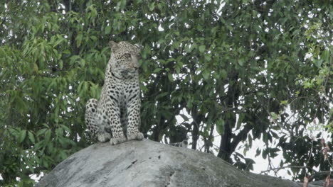 young-male-leopard-on-a-rock-next-to-a-tree-during-rain
