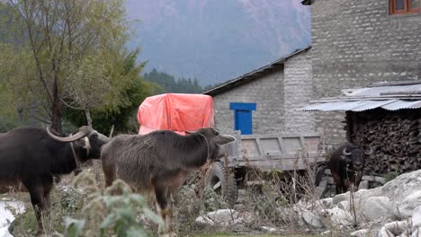 Wasserbüffel-Kommen-Abends-Von-Der-Weide-In-Den-Himalaya-Bergen-Von-Nepal