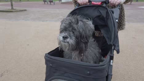 Female-pushing-funny-old-dog-in-stroller-pram-slow-motion-through-park