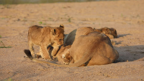 Wide-shot-of-a-tiny-lion-cub-laying-down-on-top-of-its-sibling-in-golden-light,-Greater-Kruger