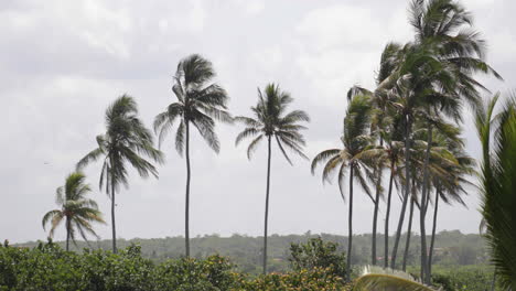 Palmen-Wehen-Im-Wind-Mit-Vorbeifliegenden-Vögeln-In-Kuba-In-4k
