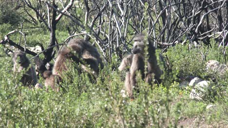 A-family-group-of-baboons-relax-in-the-African-bush