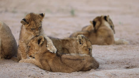 Close-full-body-shot-of-a-tiny-lion-cub-grooming-its-siblings-with-more-lion-cubs-laying-in-the-background,-Greater-Kruger