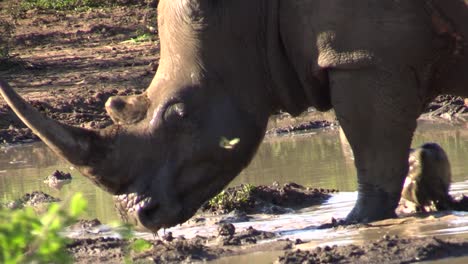 El-Rinoceronte-Blanco-Entra-En-Un-Estanque-Fangoso,-Camina-A-Través-De-Aguas-Marrones-Poco-Profundas,-Un-Primer-Plano-De-La-Cabeza-Y-Las-Patas-Delanteras