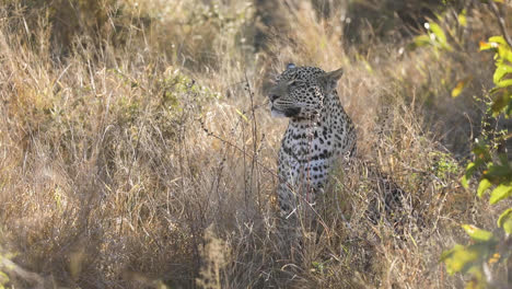 Wide-shot-of-a-leopard-sitting-in-the-dry-grass,-Greater-Kruger