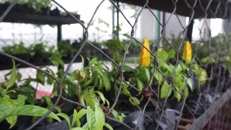 Rusted-wire-mesh-of-a-DIY-greenhouse,-sheltering-potted-plants-with-yellow-flowers,-under-blowing-heavy-and-strong-wind