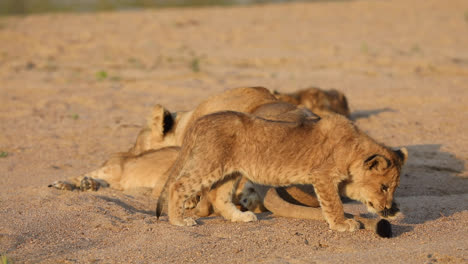 Wide-shot-of-a-cute-lion-cub-hunting-the-its-mother's-tail-in-golden-light,-Greater-Kruger
