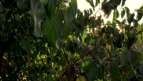 Beautiful-footage-of-leaves-in-sunlight
