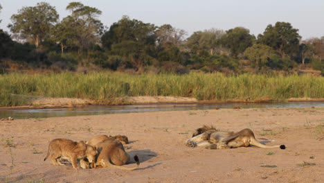 Wide-shot-of-the-lion-pride-sleeping-down-by-the-river-while-a-cute-cub-is-digging-a-hole-to-lay-in,-Greater-Kruger