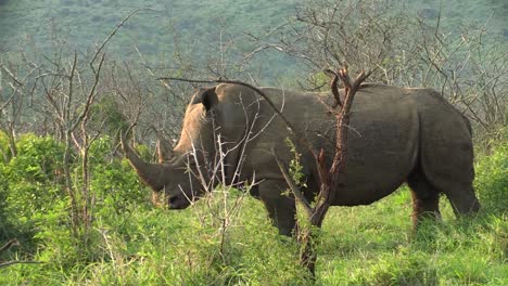 white-rhino-standing-in-green-savannah-scanning-surroundings-and-flapping-ears,-medium-to-long-shot