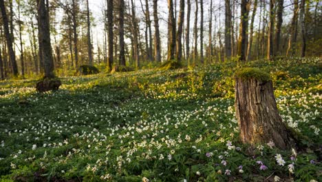 Beautiful-White-Anemone-Flowers-Blooming-In-The-Woodland-In-Spring---arc-shot