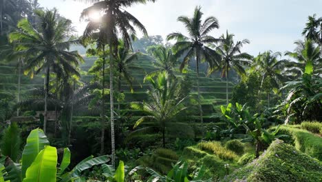 Palm-trees-in-front-of-a-rice-field-in-Bali---Tegallalang-Rice-Terrace