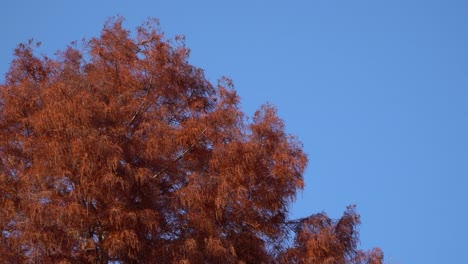 Dawn-redwood-tree--against-clear-blue-sky