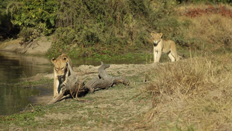 Wide-shot-of-two-lionesses-walking-away-from-the-waterhole,-Greater-Kruger