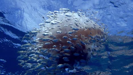 Große-Weiß-Gefleckte-Quallen-Schwimmen-An-Der-Oberfläche,-Umgeben-Von-Unzähligen-Jungen-Rifffischen