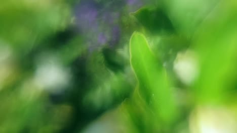 Mesmerizing-dreamy-abstract-flowing-flowers-and-leaves-background-with-stunning-green-and-blue-soft-pastel-colors-moving-and-blending-across-in-parallax-slow-motion