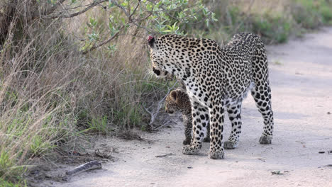 Close-full-body-shot-of-a-female-leopard-walking-with-her-two-tiny-cubs-into-the-road,-Greater-Kruger