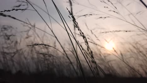 sunset-sunrise-close-up-grass-silhouette