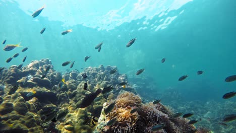 Unterwasseraufnahme-Einer-Vielzahl-Von-Fischen,-Die-Im-Kristallklaren-Wasser-Der-Andamanensee-Schwimmen