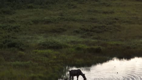 Moose-eats-aquatic-plants-from-river-Tilt-aerial-shots-reveal-sunset