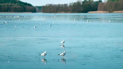 Beautiful-Black-Headed-Gulls-Standing-On-The-Ice-Glacier-At-The-Lake-Shore-On-A-Cold-Winter-Day---Wide-Shot