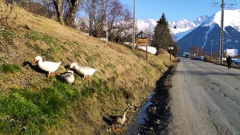 Patos-En-La-Hierba-Cerca-De-La-Carretera-En-Los-Alpes-Montañosos-Durante-El-Invierno