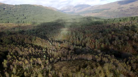 A-drone-flies-backwards-above-a-forest-canopy-of-native-birch-trees-in-full-autumn-colour-and-a-non-native-conifer-plantation-set-amongst-a-hilly-landscape