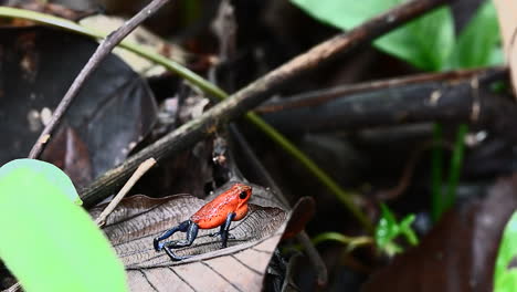 Strawberry-poison-dart-frog-"Blue-Jeans"-color-morph,-intimidate-other-males-and-attract-a-female