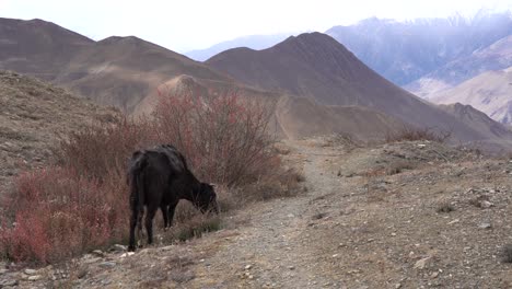 Eine-Kuh,-Die-Auf-Den-Büschen-Des-Hochgelegenen-Wüstenlandes-In-Der-Mustang-region-Von-Nepal-Weidet