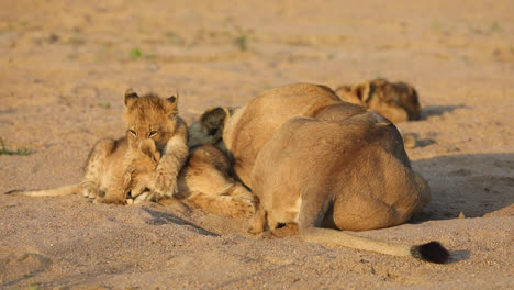 Great-wide-shot-of-a-tiny-lion-cub-hugging-its-sibling-and-grooming-him-in-the-golden-light,-Greater-Kruger