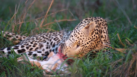 Stunning-close-full-body-shot-of-a-leopard-feeding-on-a-dead-antelope,-Greater-Kruger