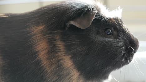 A-close-up-of-a-family-pet-Guinea-Pig-eating-food