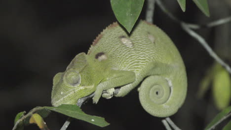 chameleon-furcifer-oustaleti-sleeping-on-a-twig-in-Madagascar,-medium-shot-during-night-showing-all-body-parts,-skin-color-green-brown-mottled-pattern