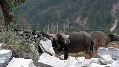 A-water-buffalo-testing-the-air-with-his-nostrils-in-a-pasture
